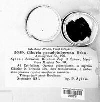 Ciboria batschiana image